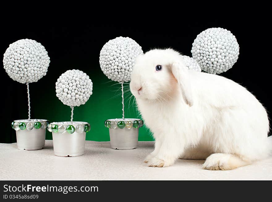 White Christmas Rabbit On Green Background