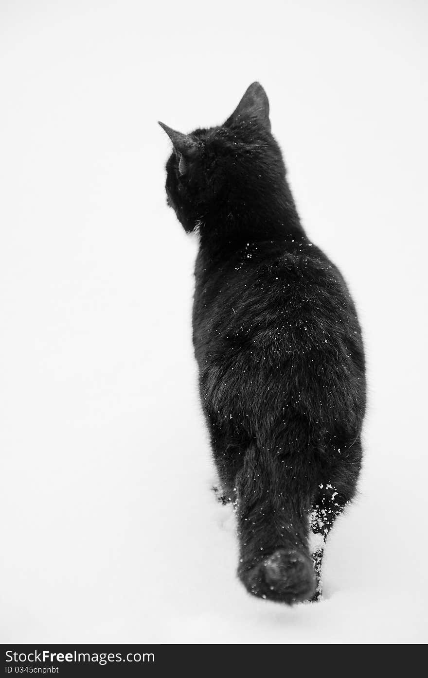 Black Cat At Snow