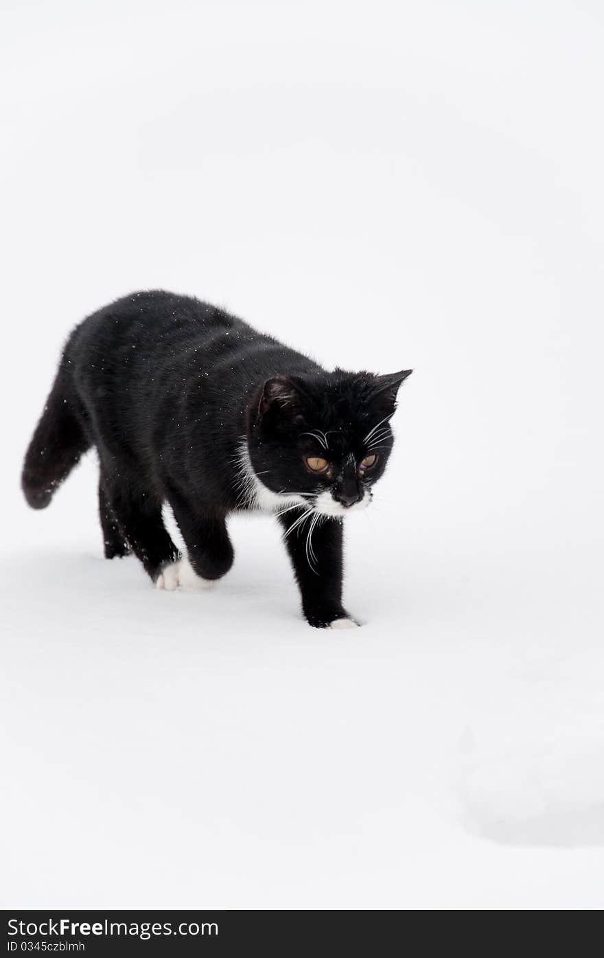 Black cat at snow