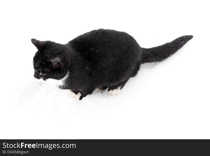 Black Cat At Snow