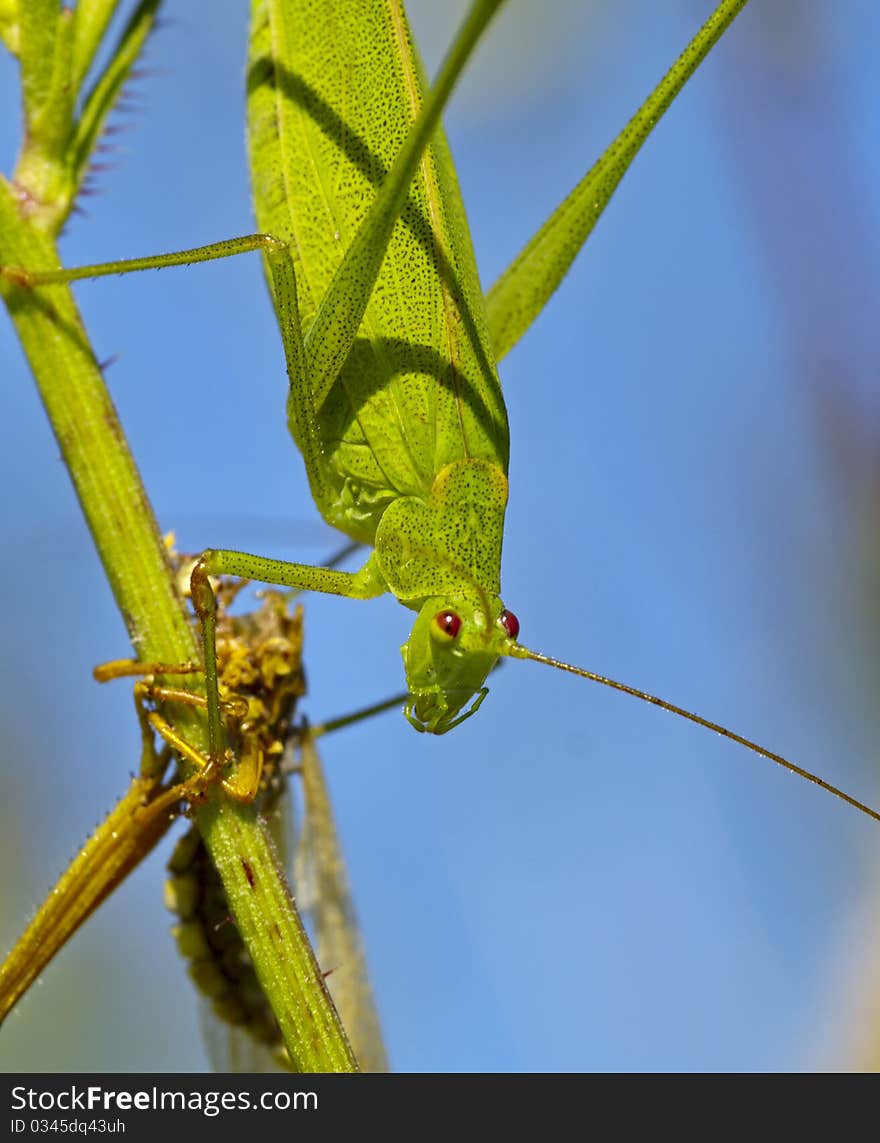 Green grasshopper