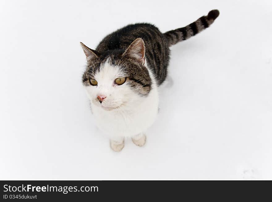 Cat with stripes sitting at snow. Cat with stripes sitting at snow