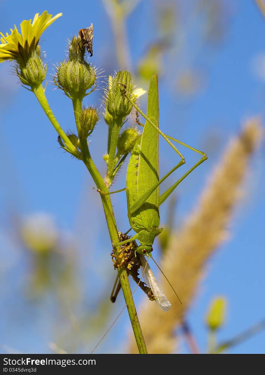 Green grasshopper on a grass stalk