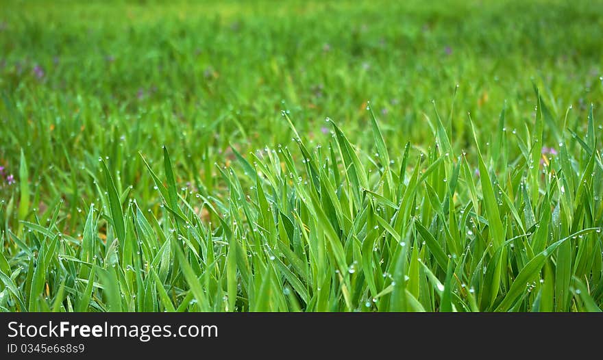 Grass Background