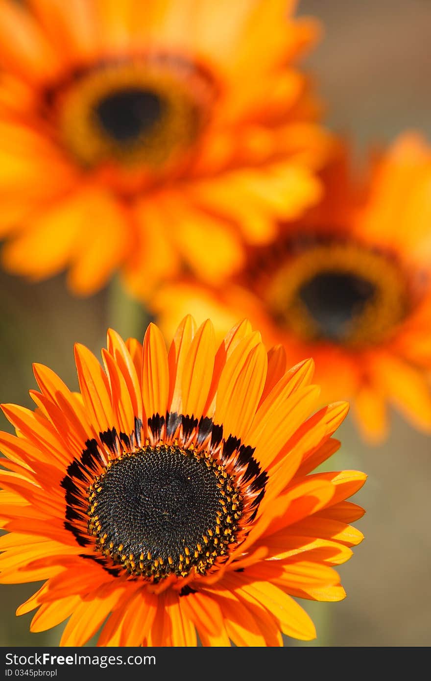 An orange gerbera with two other flowers in background