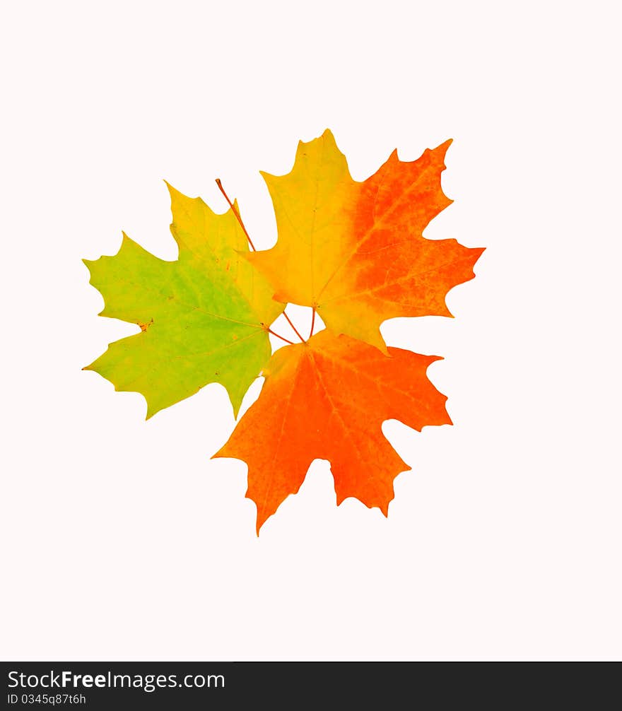 Leaf color changes representing the lifecycle. Leaf color changes representing the lifecycle