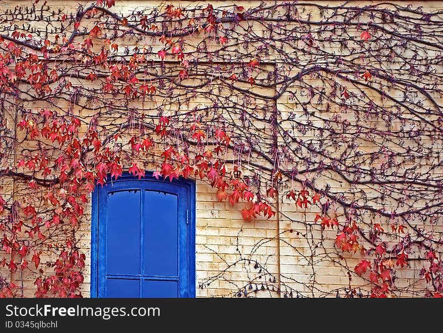 Red ivy on wall with Blue Door