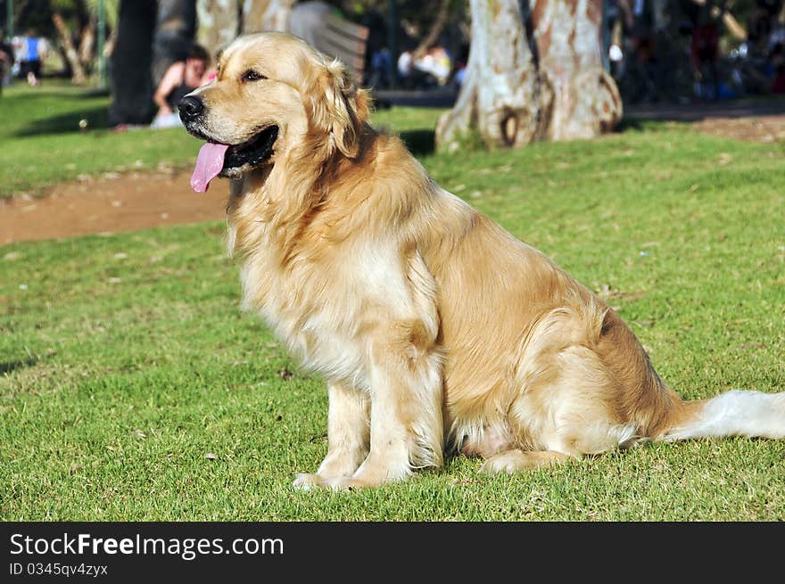 Beautiful dog on green lawn in the Yarkon PARK