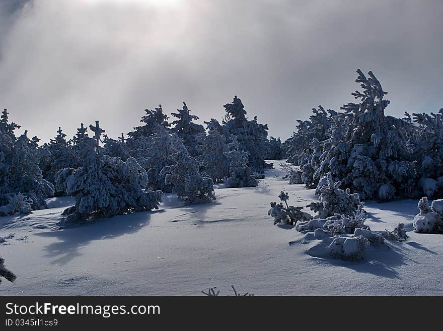 Snow covered pine trees