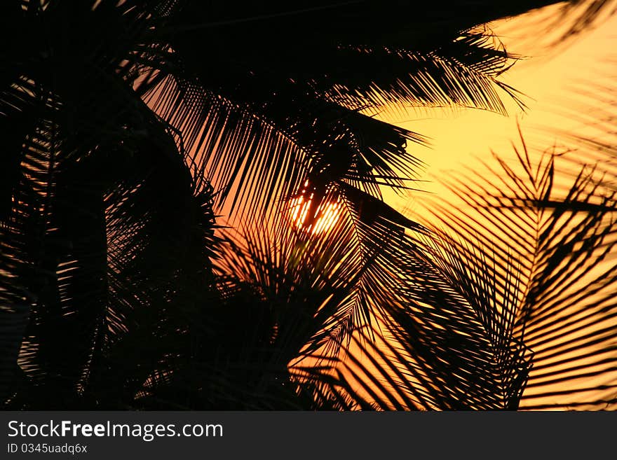 Setting sun through palm tree leaves on the coast of Mexico. Setting sun through palm tree leaves on the coast of Mexico.