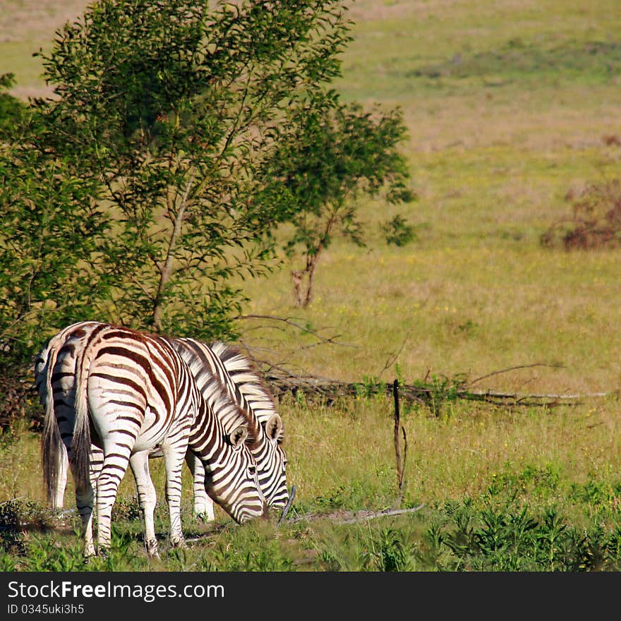 This is an image of South African Zebras grazing.