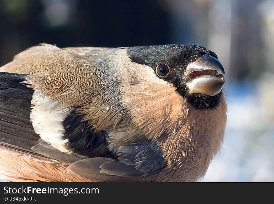 Bullfinch, female / Pyrrhula pyrrhula