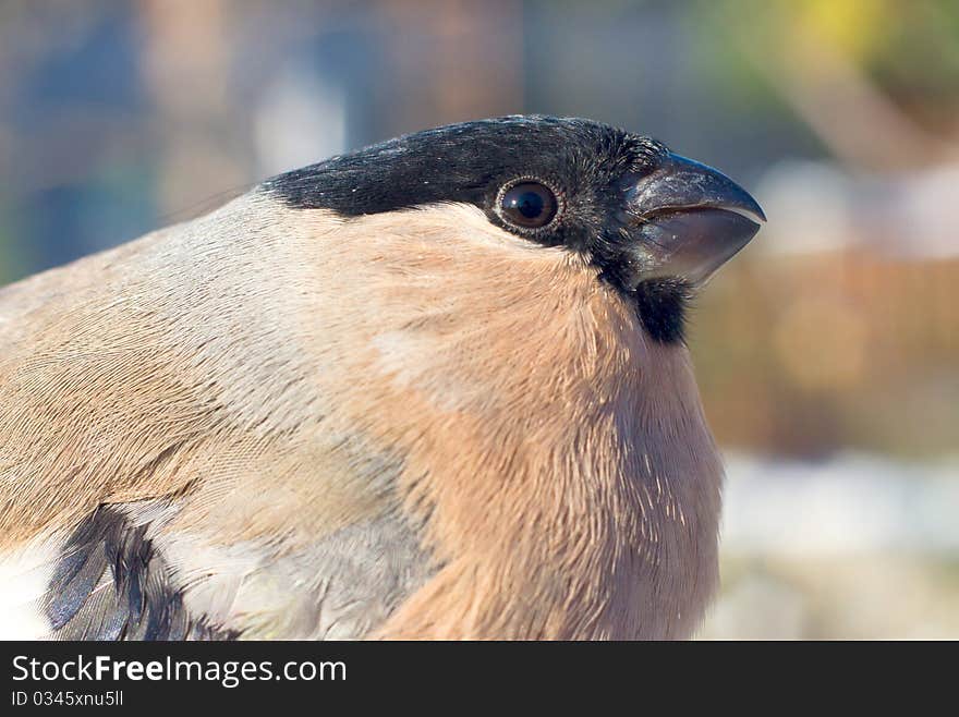 Close-up of an Eurasian Bullfinch, female, in natural habitat - Pyrrhula pyrrhula. Close-up of an Eurasian Bullfinch, female, in natural habitat - Pyrrhula pyrrhula