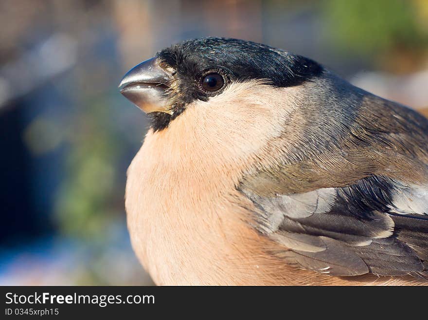 Bullfinch, Female / Pyrrhula Pyrrhula