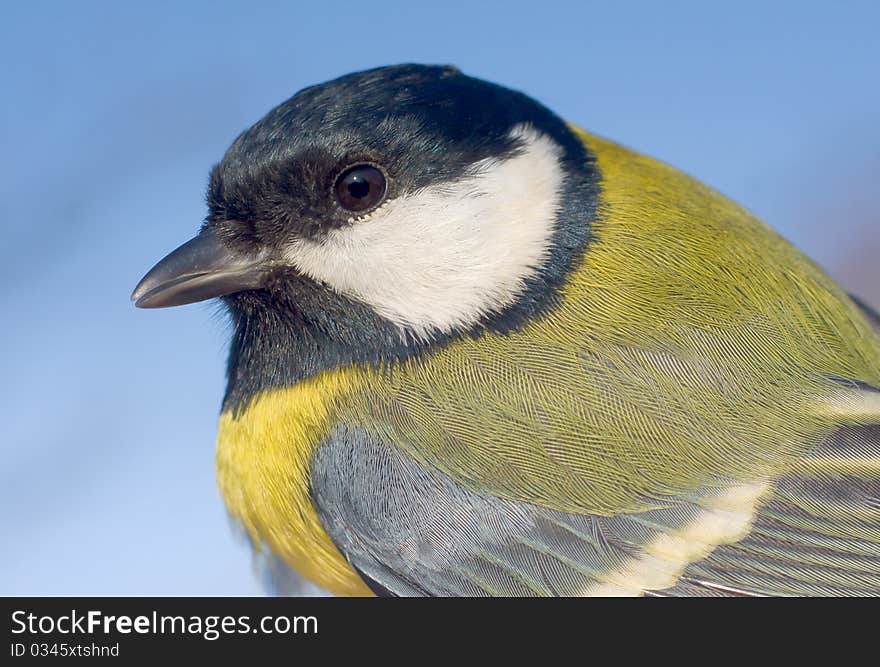 Great Tit close-up (Parus major) in the wild nature. A wildlife photo.