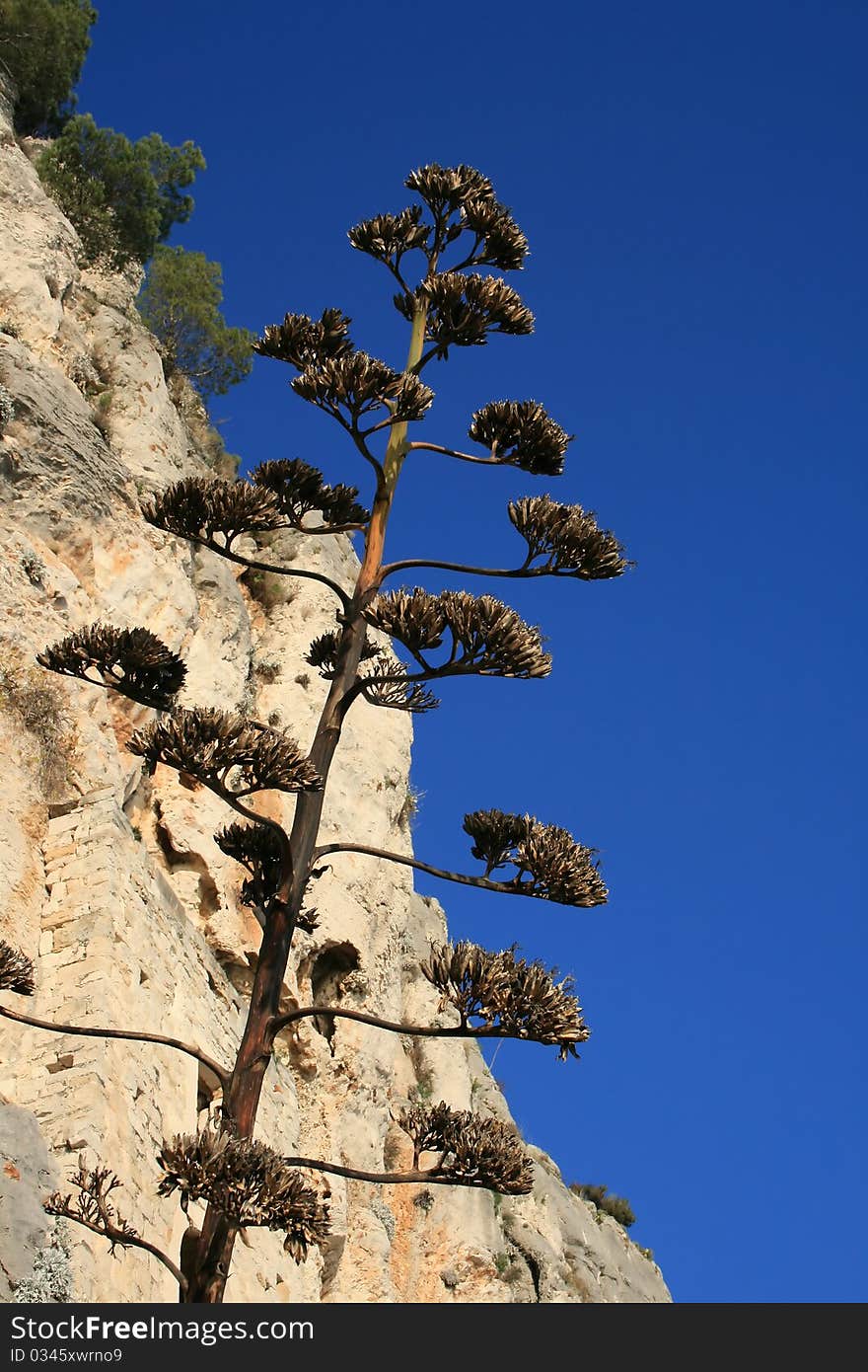 Agave with the cliff and the blue sky in the background. Agave with the cliff and the blue sky in the background