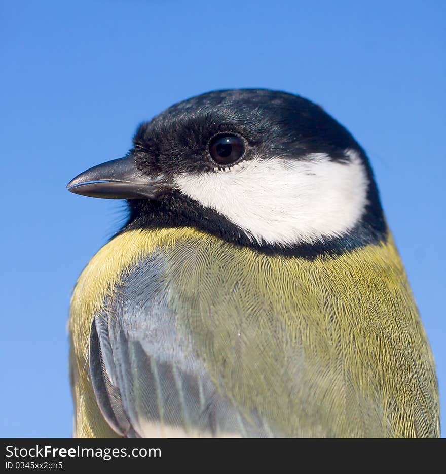 Great Tit Close-up / Parus Major