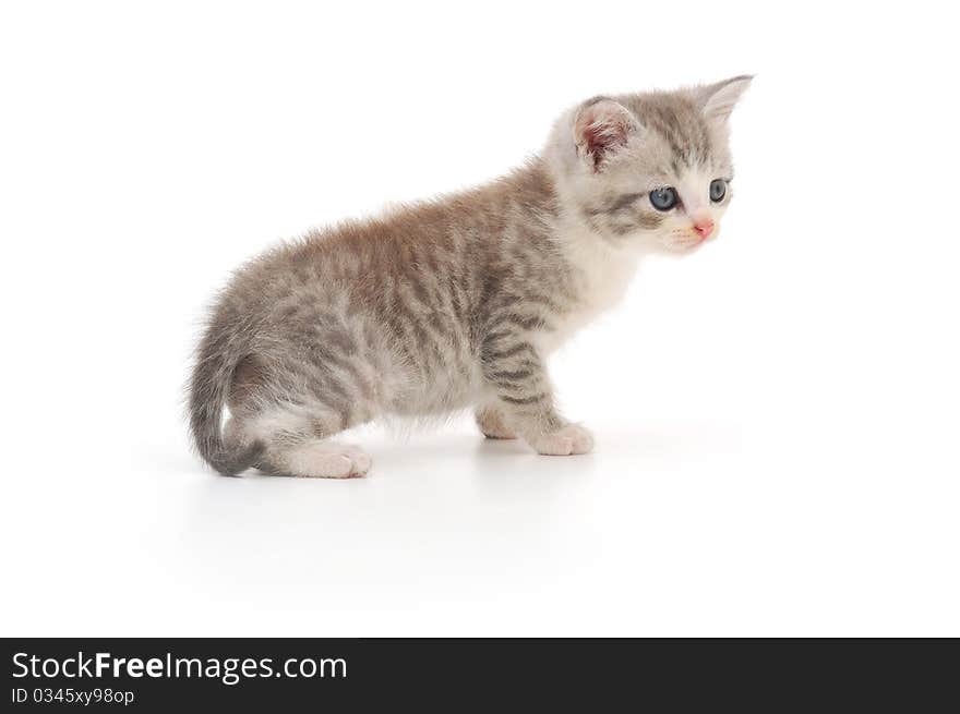 Kitten on a white background