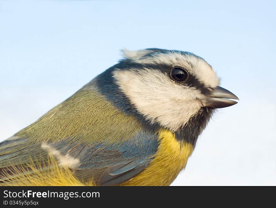 Blue Tit Close-up (Parus Caeruleus)