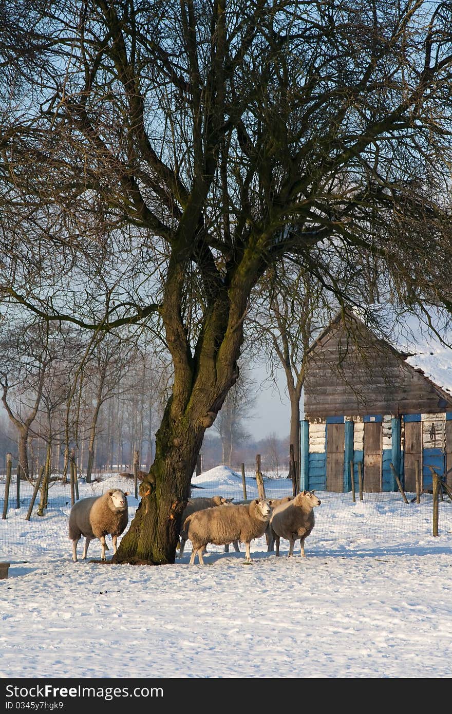 Sheep under a tree in the snow. Sheep under a tree in the snow