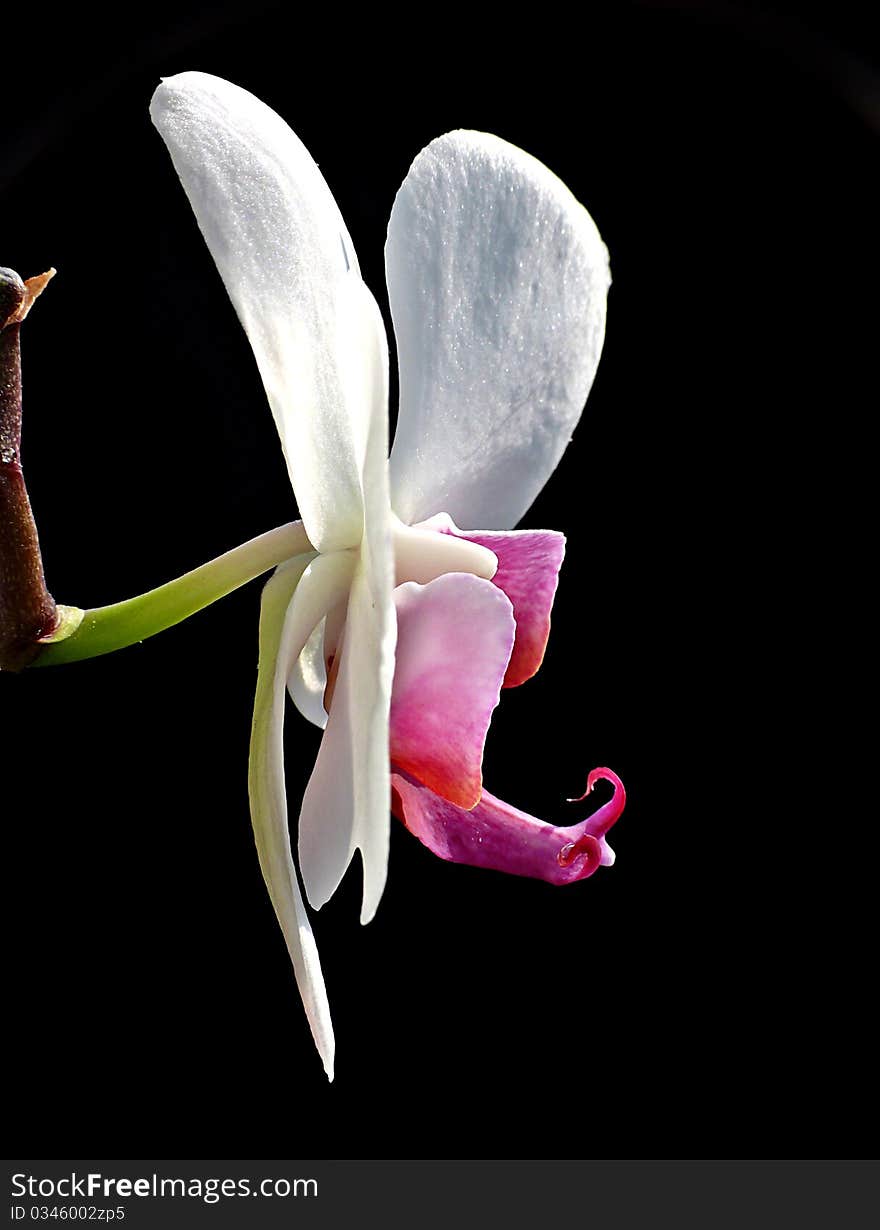 White orchid on black background