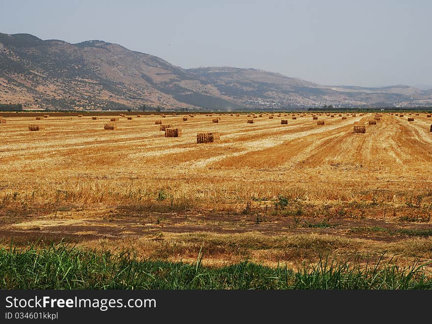 Mown hay on the field against the backdrop of the mountains. Mown hay on the field against the backdrop of the mountains