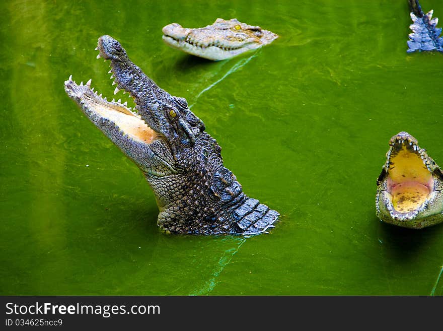 Crocodiles