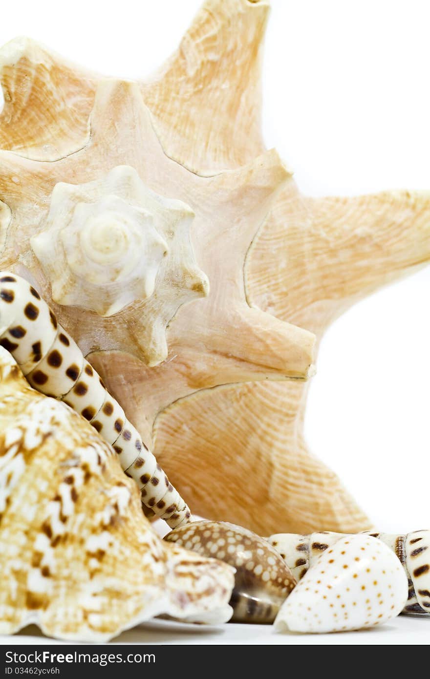 Group of sea shells isolated on white background