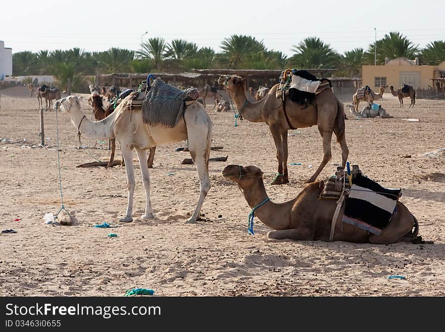 An image of a camels in desert Tunisia