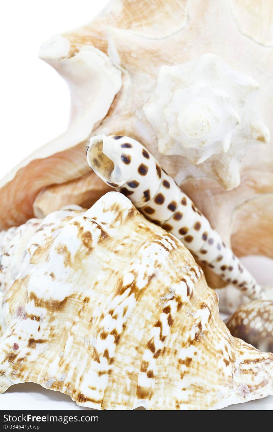 Group of sea shells isolated on white background