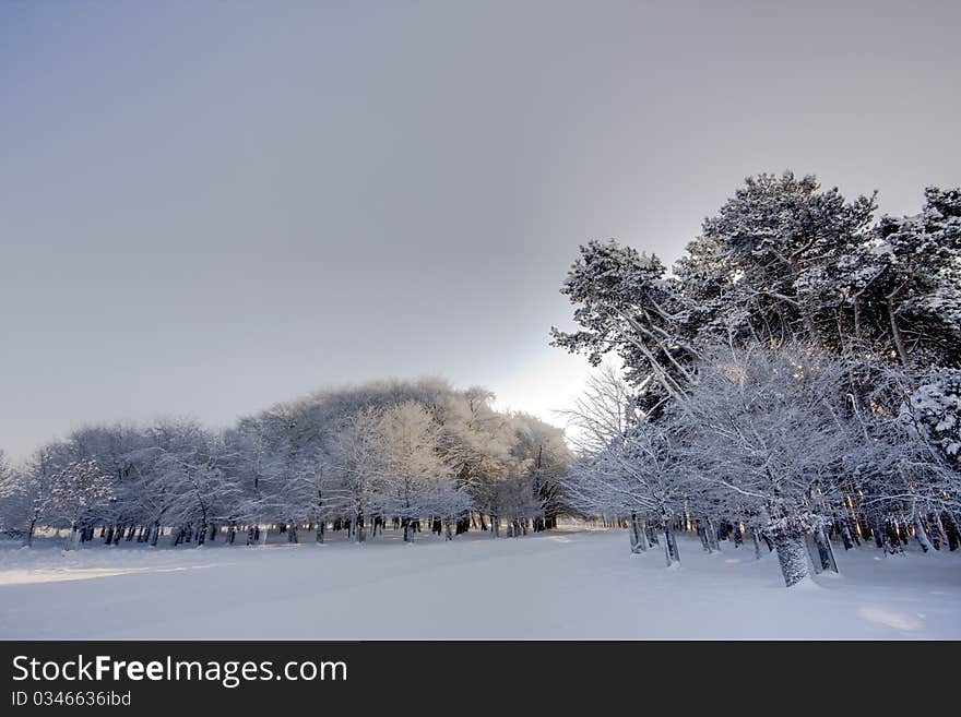 Forest covered by snow