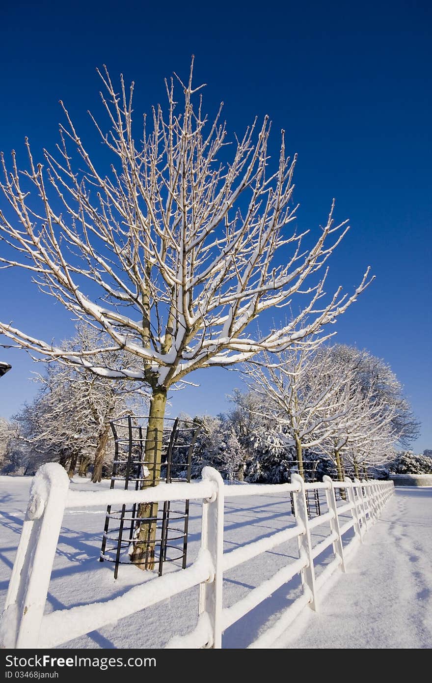 Snow , tree and blue sky