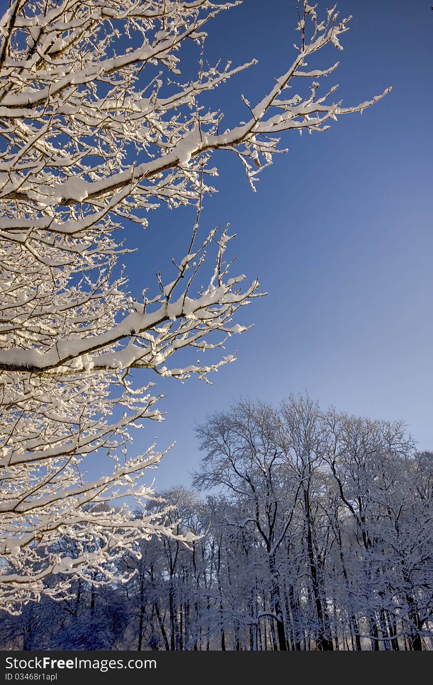 Snow on trees