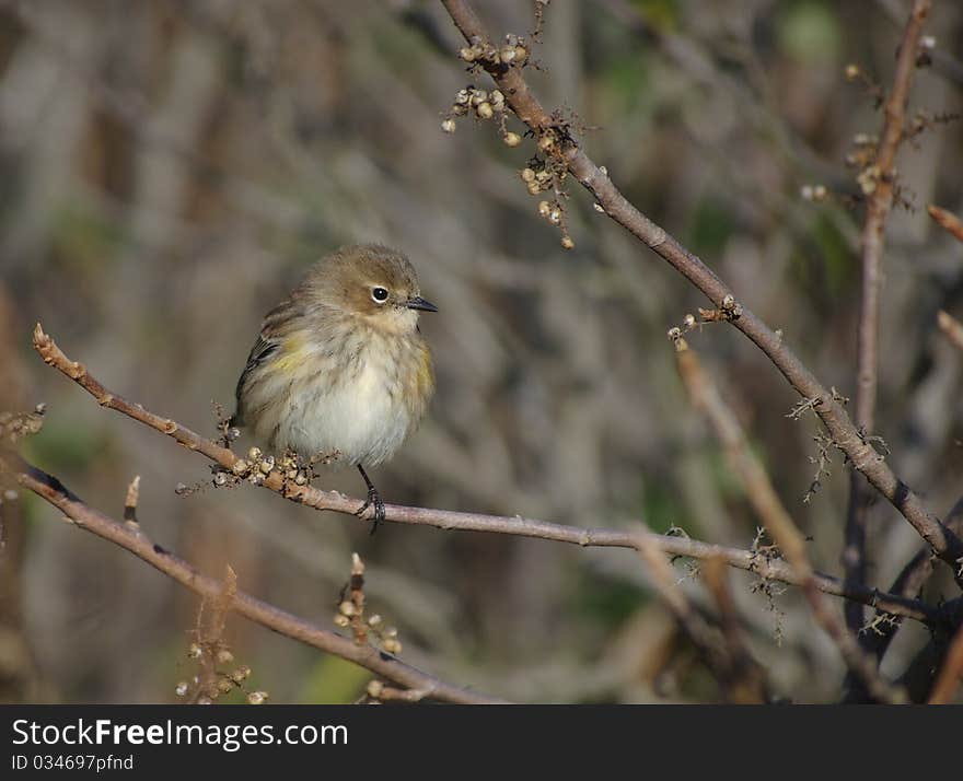 Migrating Yellow-Rumped Warbler