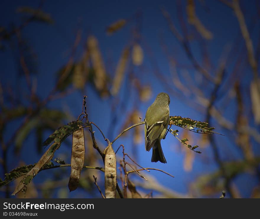 A back view of a pine warbler to be used for identification purposes. A back view of a pine warbler to be used for identification purposes