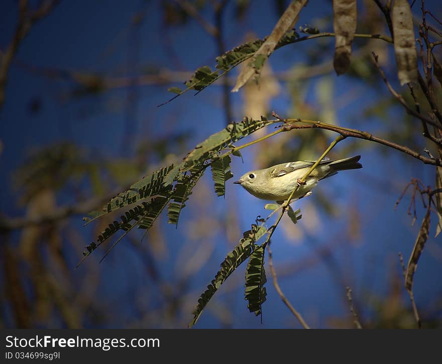 Pine Warbler Front View