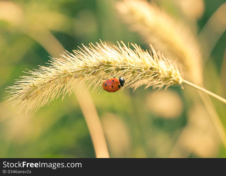 Ladybug on the yellow blade