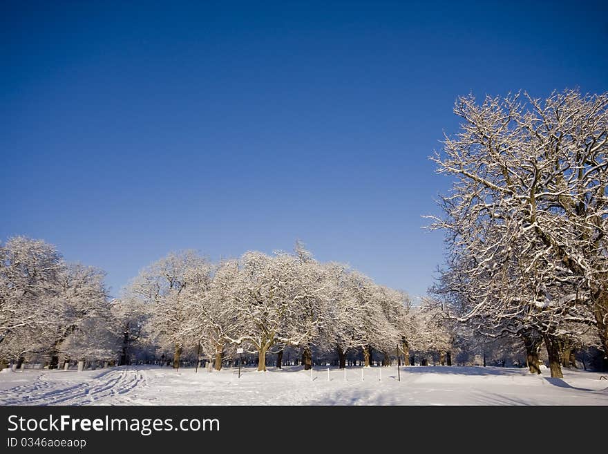 Snow covered trees in park