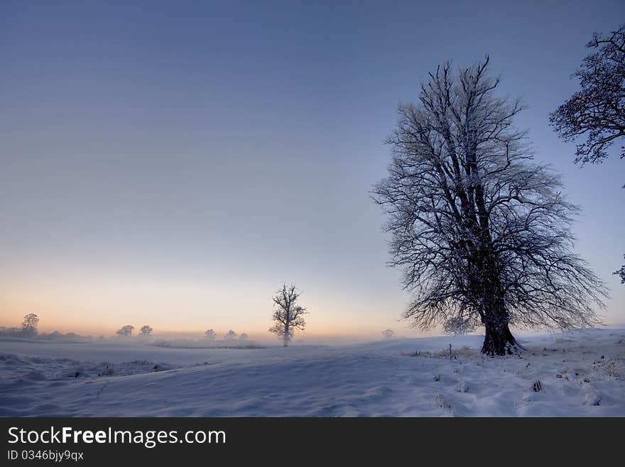 Winter sunset  with trees