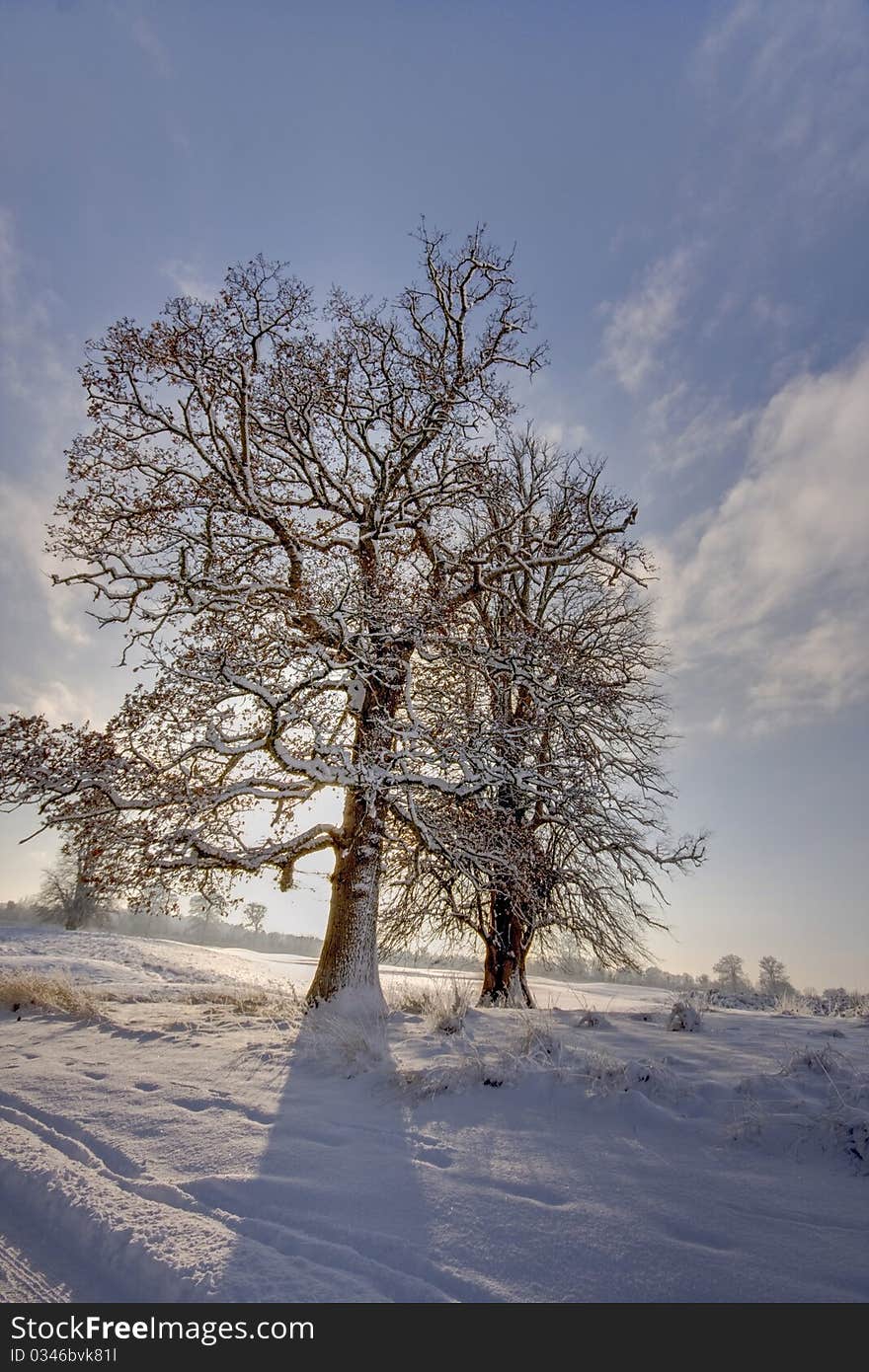 Winter two trees making long shadow on snow. Winter two trees making long shadow on snow