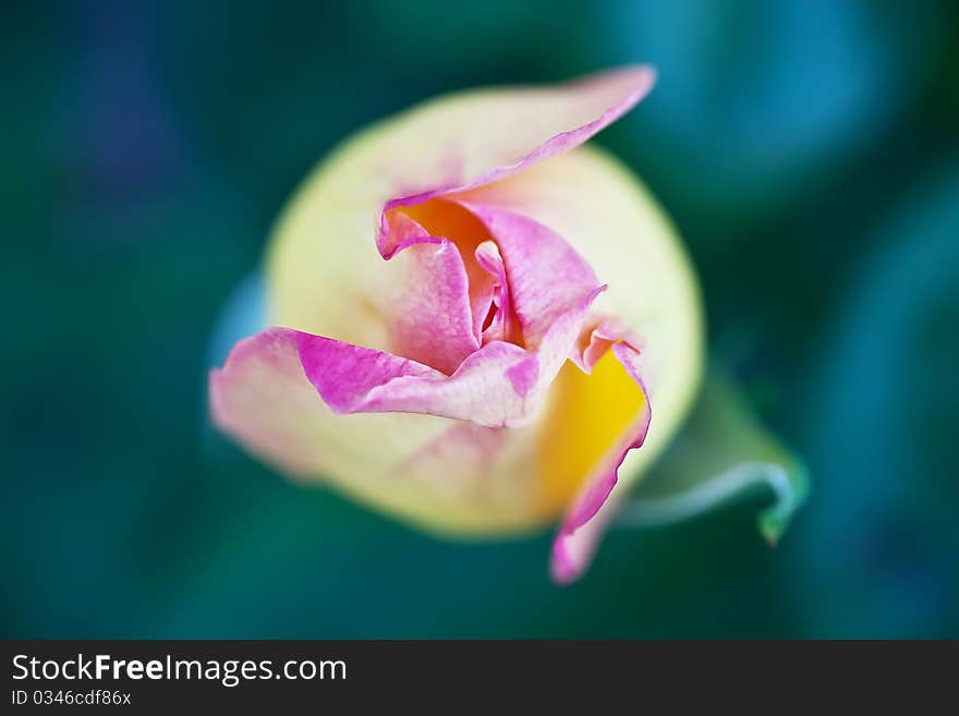 Photo above closed tulip bud