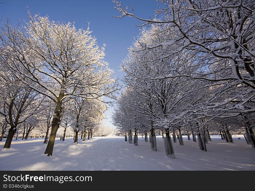 Winter avenue