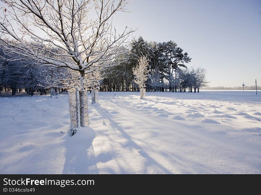 Lonely tree giving long shadow oposite to sun