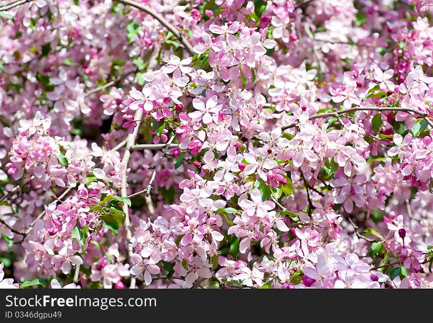 Cherry Blossom. Wild Himalayan Cherry