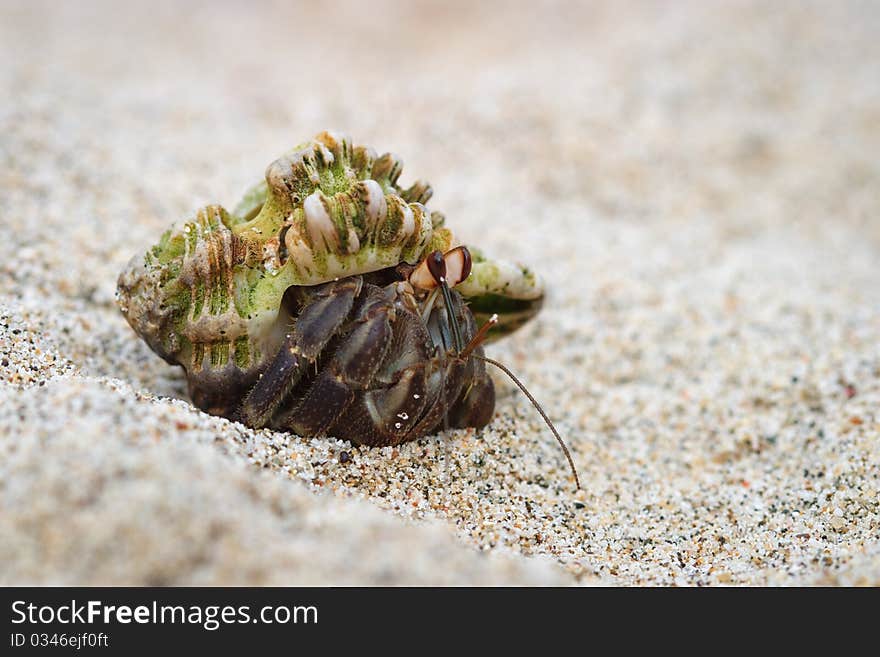 Hermit Crab in Shell