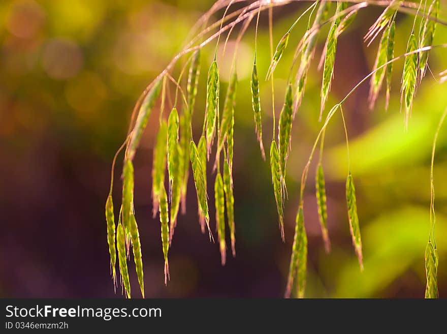 Bright juicy grass with beautiful bokeh