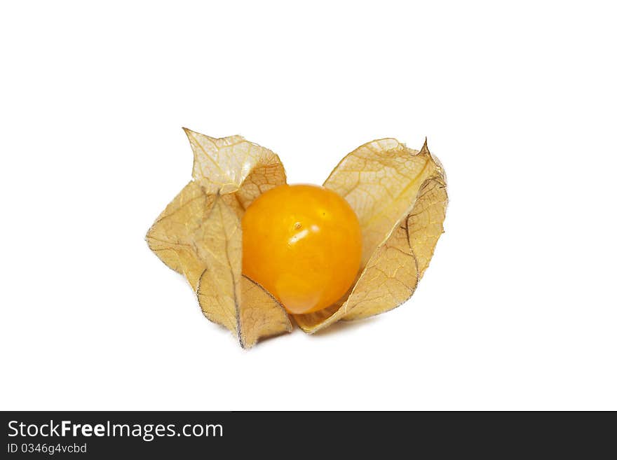 Physalis