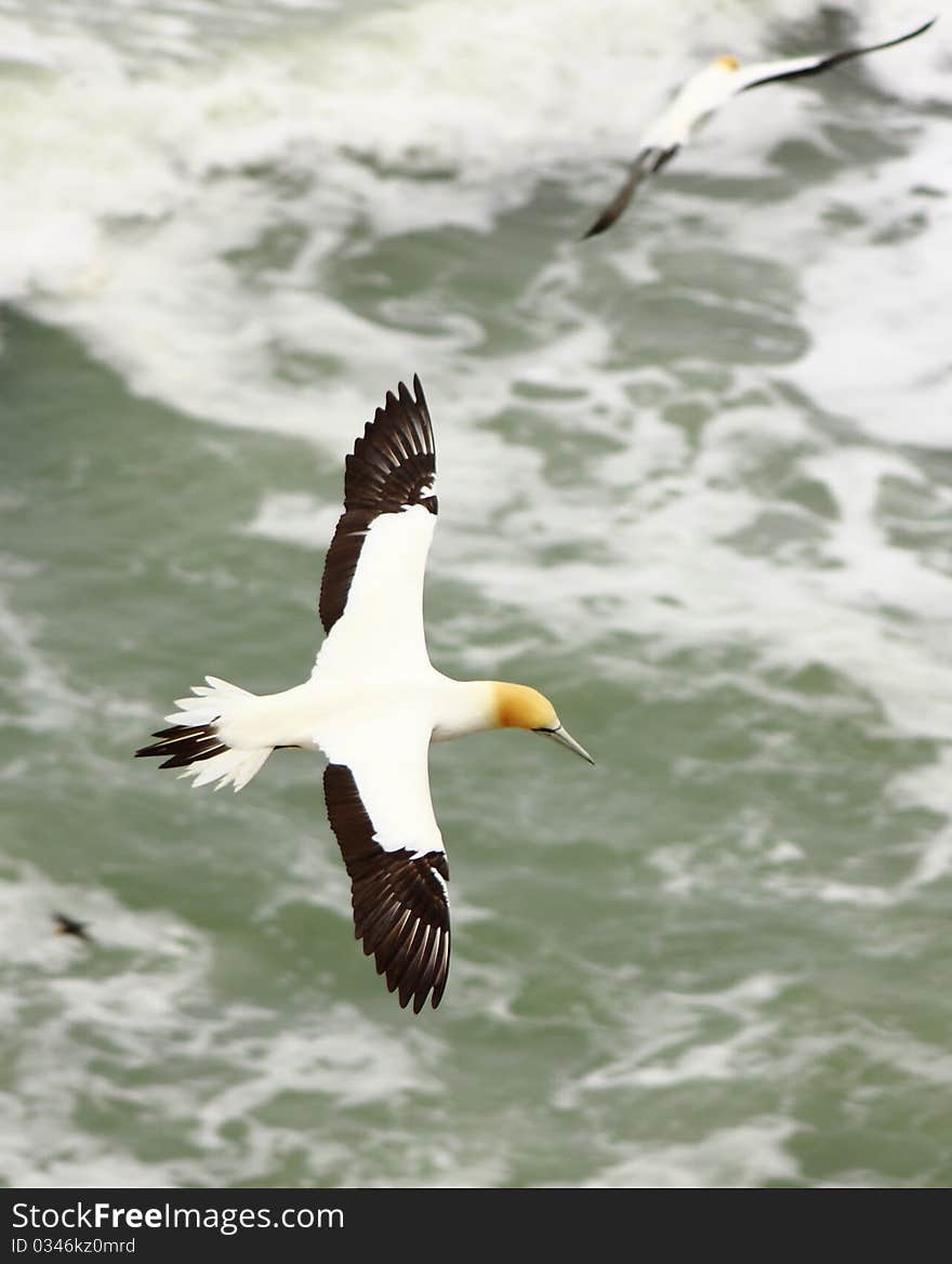 Gannets In Flight