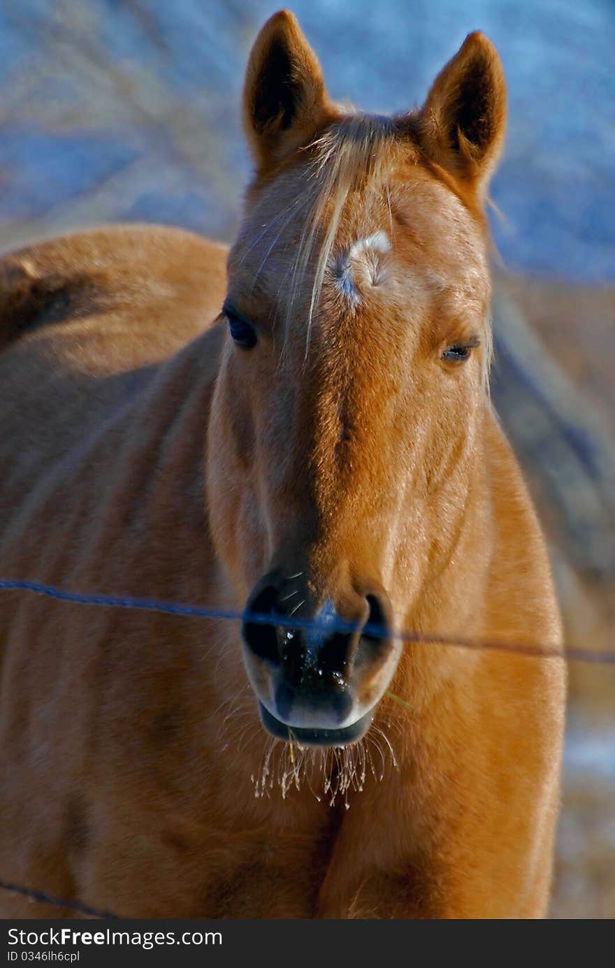 Blonde Horse In Winter