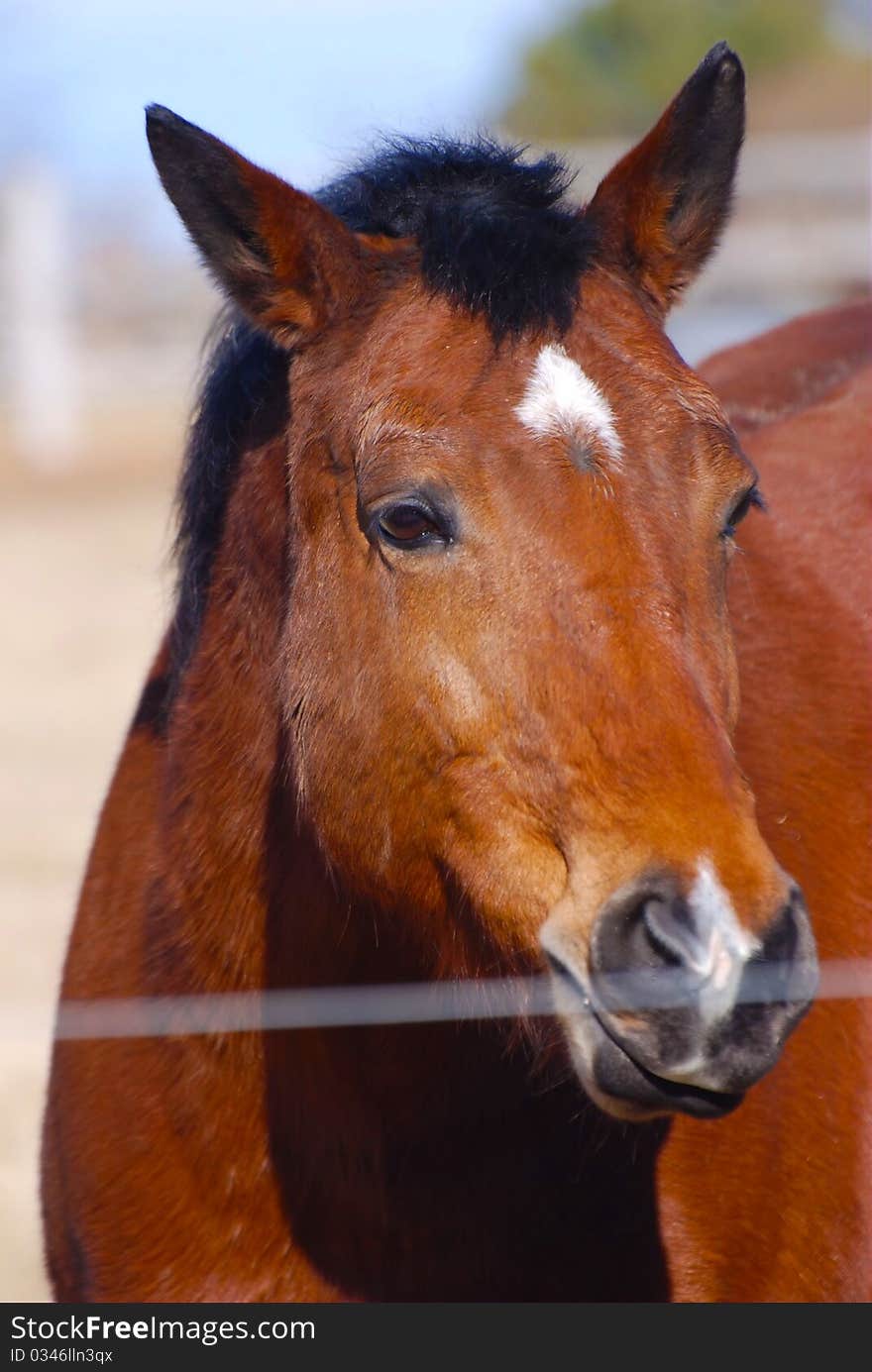 Brown Horse looking over fence